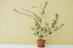 �����񍐎ʐ^