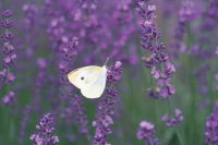 �X�܃C���[�W